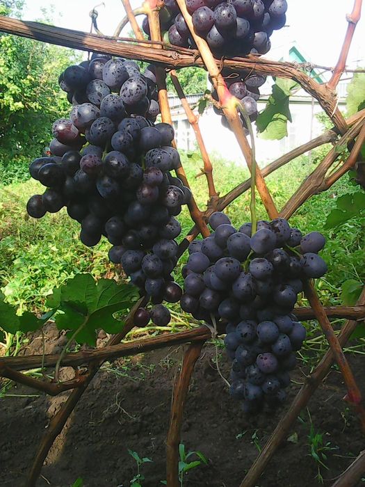 Виноград саженцы.