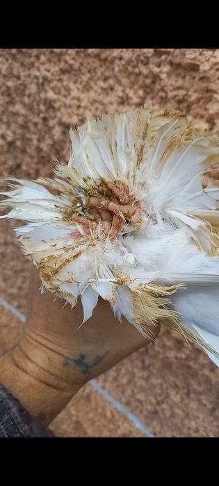 Продам голубя. .