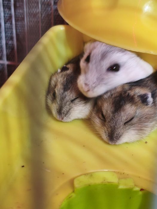 Джунгарики хомяки