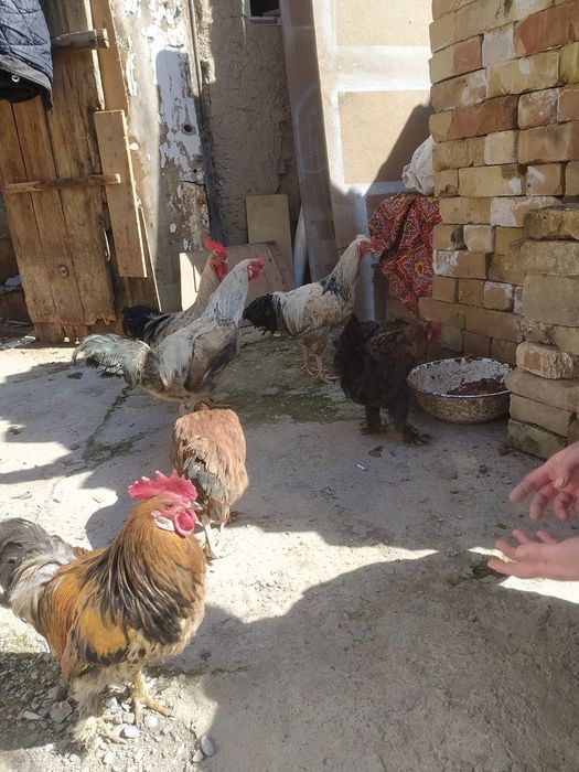 Продается петухи