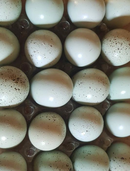 Ouă pt Incubat premium CELADON ŞI TUPFER de vanzare, pui,prepelițe,ouă