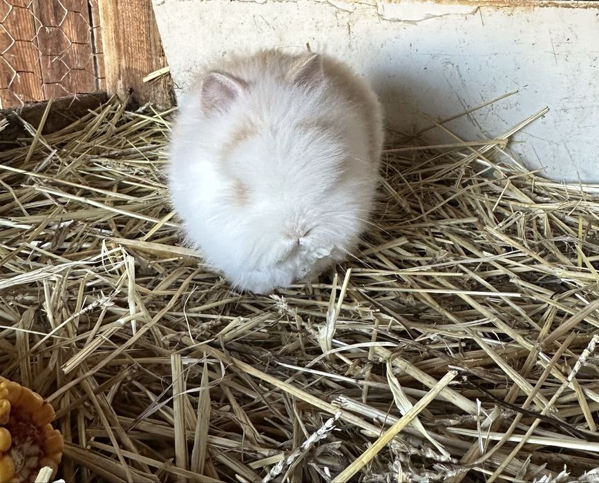 Iepurasi cap de leu pitic