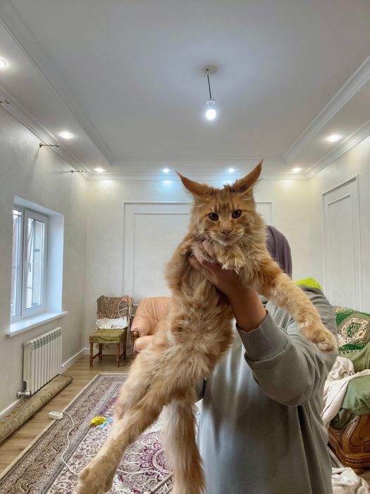 Котенок Мейн-кун