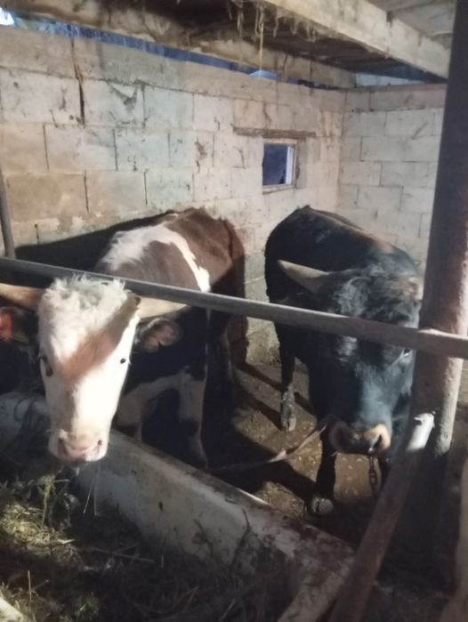 Продам бычков находится в Кайназаре