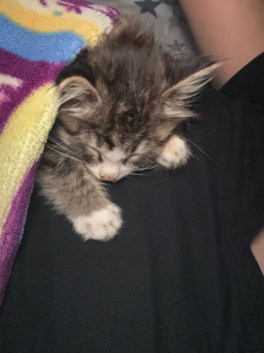 Котенок в добрые руки