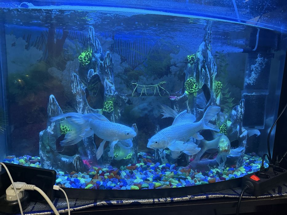 Коя балиқлар сотилади