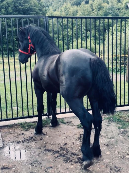 Manz metis de Frizain 1,5 luni