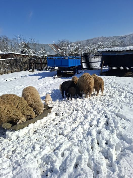Vând oi cu miei după ele