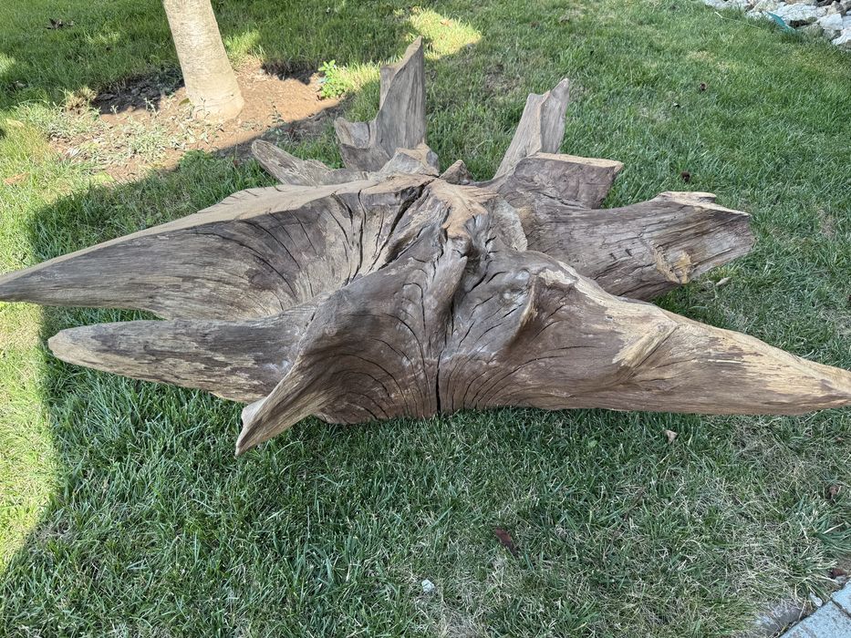 Radacina stejar pt măsuță cafea