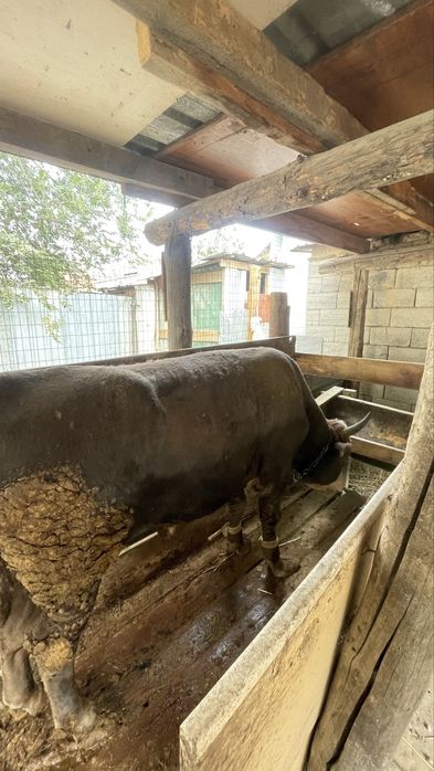 Семіз Бұқа Бык сатылады аткормда тұрған
