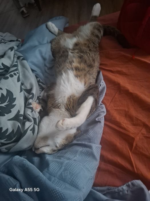 Adoptie pisica in varsta de 6 luni