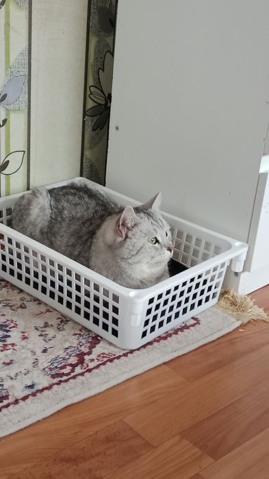 Ищет дом. Срочно