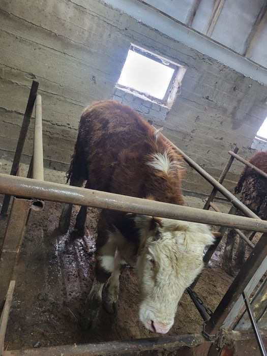 Продам тёлочку 1,5