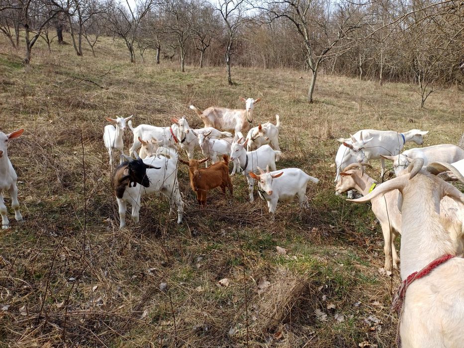 Vand iezi de carne, fatati in decembrie, neintarcati
