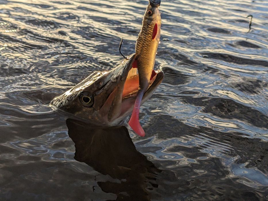 Резиновая приманка На Судака