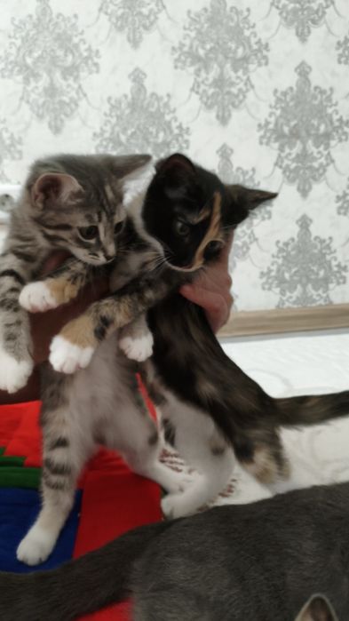 Котята в добрые руки