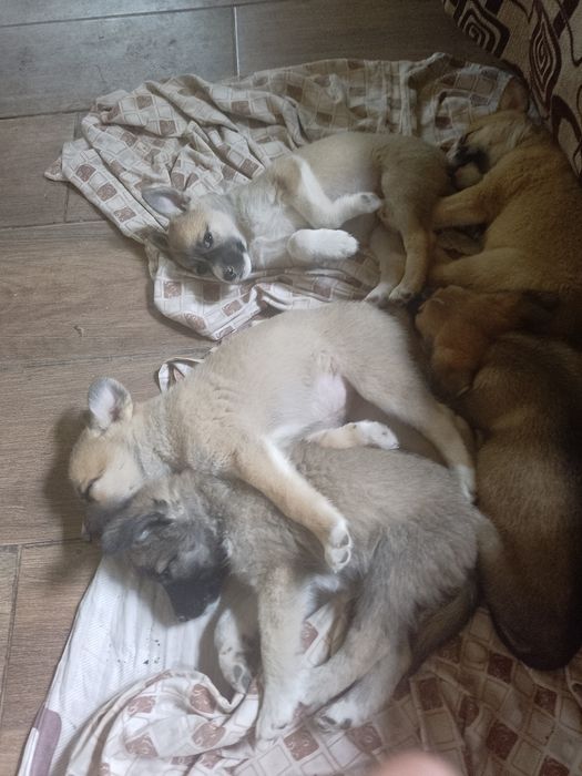 Отдам щенком в хорошие руки .