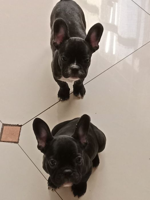 Французский бульдог