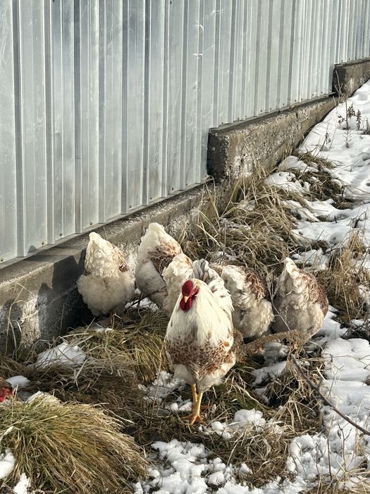 Инкубационное чйцо виандот белое золото