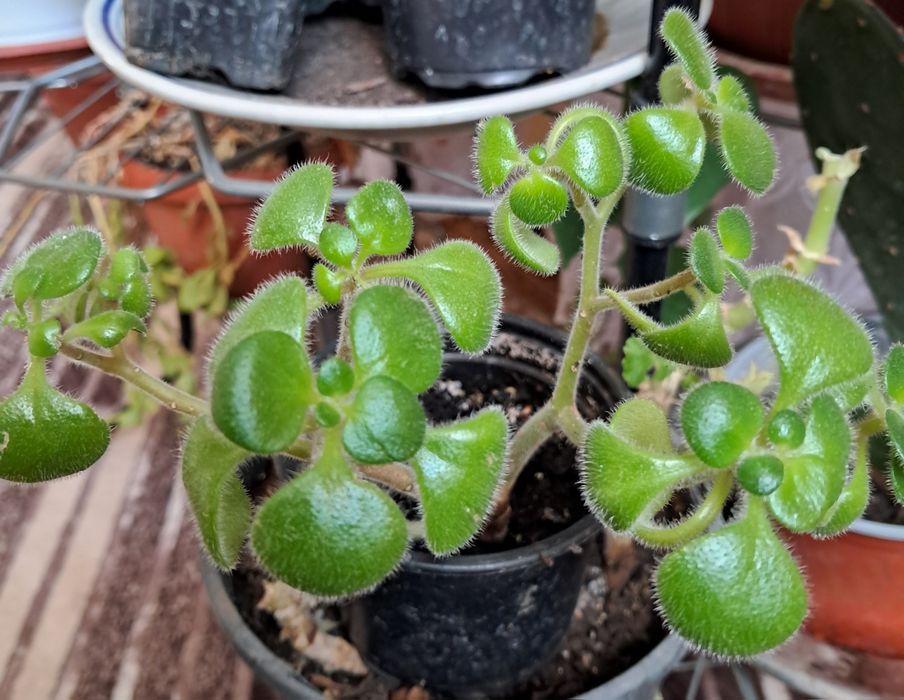 Разни разнообразни