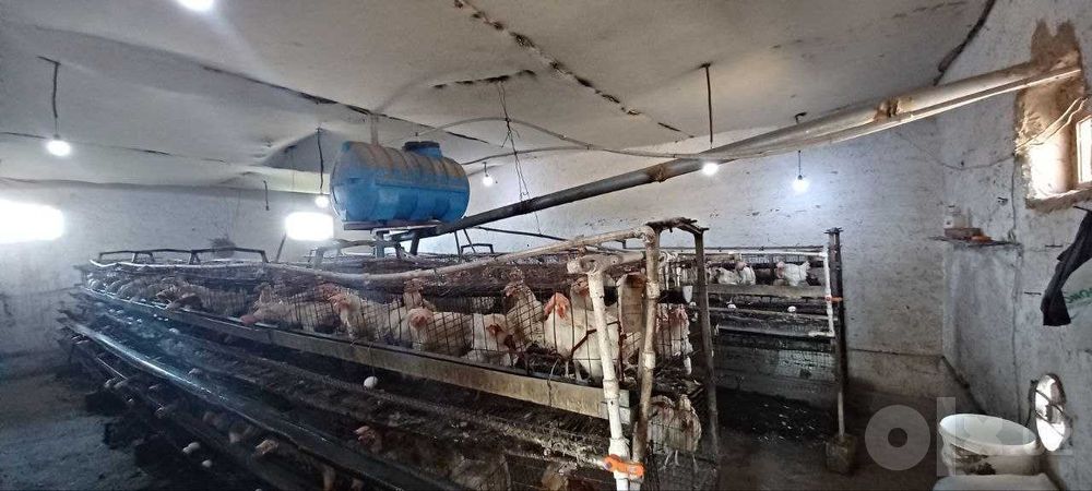 DACHA sotiladi srochniga 1gektar bog'i ham bor Aurumda joylashgan.