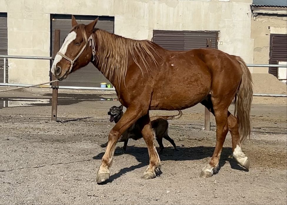 Кустанайский мерин ,  6 лет , под седло