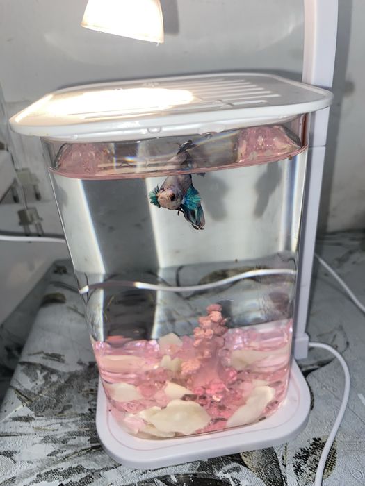 BETTA балығы аквариумымен бірге сатылады