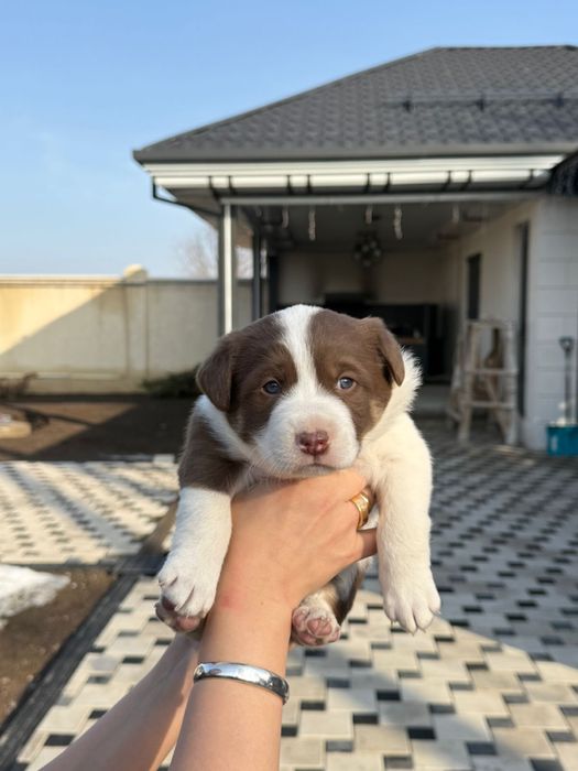 Отдам щенков в добрые руки