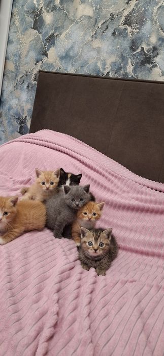 Британские короткошерстные котята