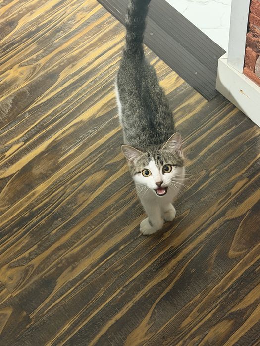 Отдаю котенка в доьрые руки