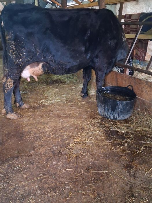 Vând vaca cu vitel de 2 săptămâni