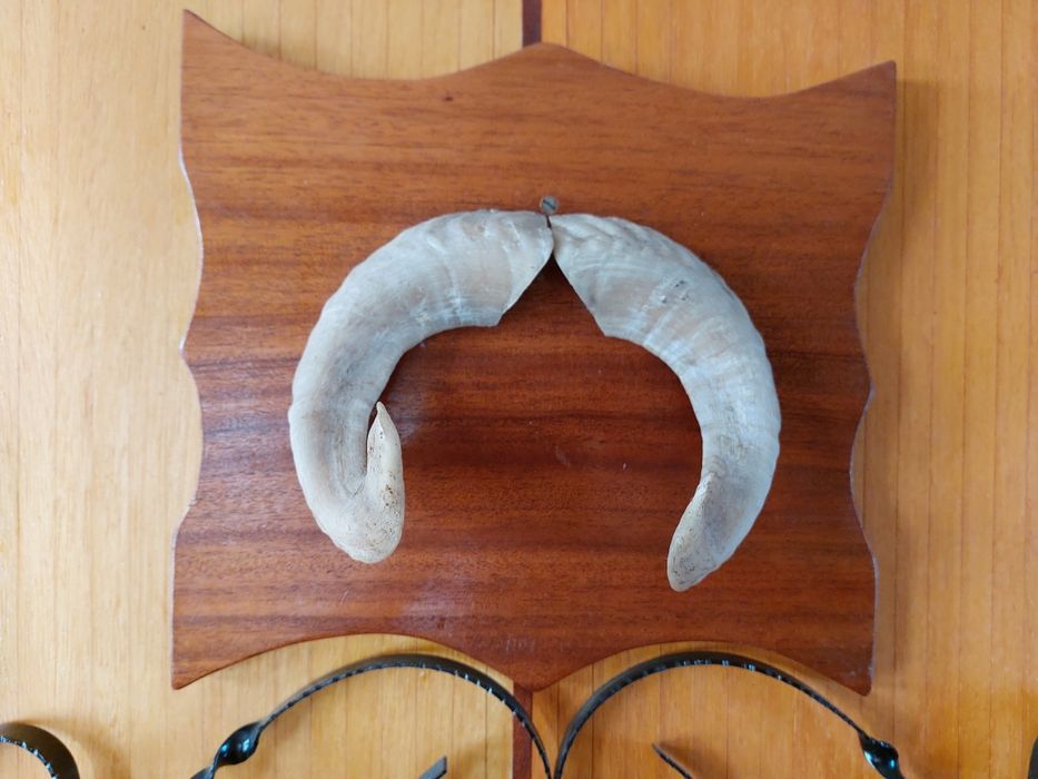 Рога от овца декоративни