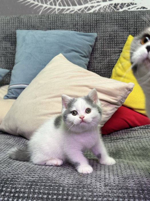 Британский мальчик