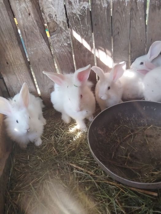 Vand pui de iepuri românești