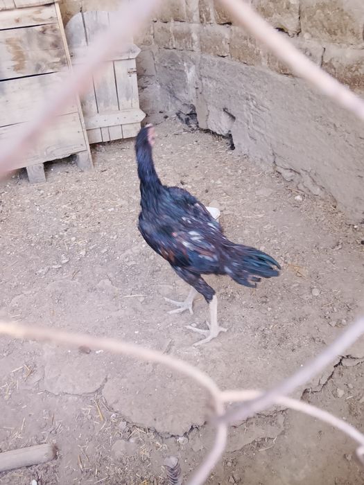 Дакан кораз шоже