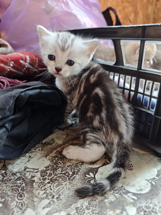 Отдадим котят в добрые руки
