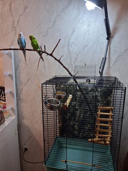 Срочно продать 2-х попугаев