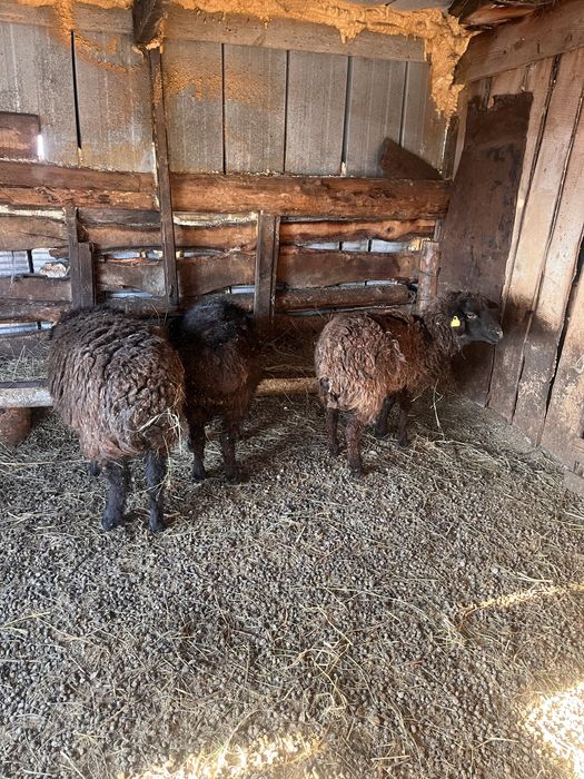 5 бас тоқты ұрғашы 320 мың тг