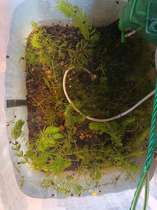 Аквариумные растения