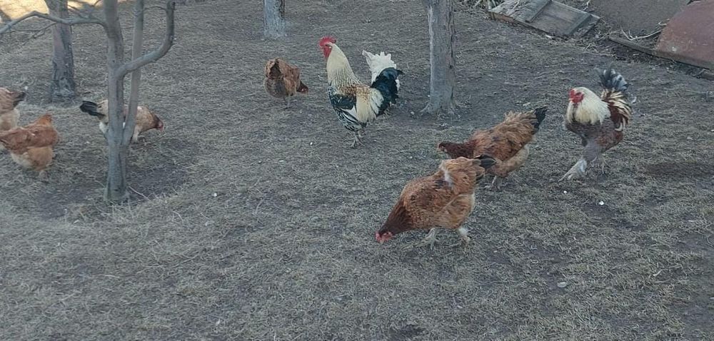 Продаются петухи