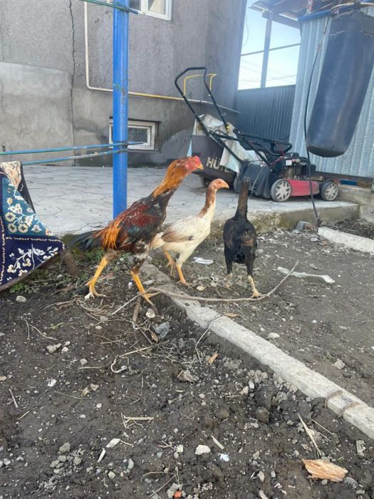 Дакан петух молодой