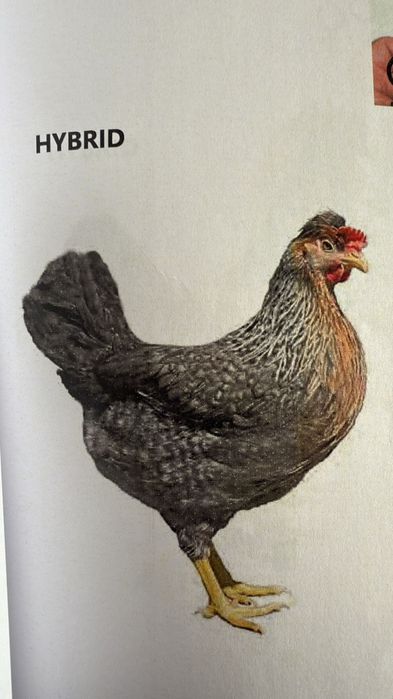 Vând puicuțe ouă verzi