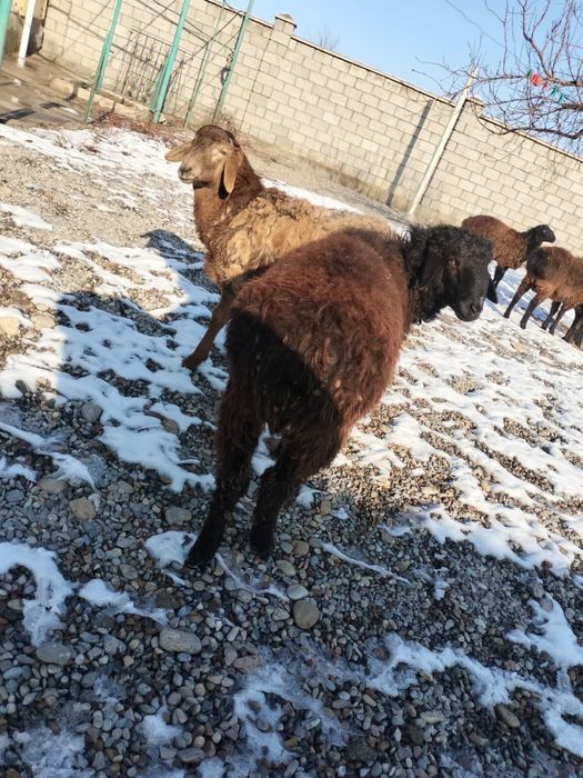 Қошқар сатылады