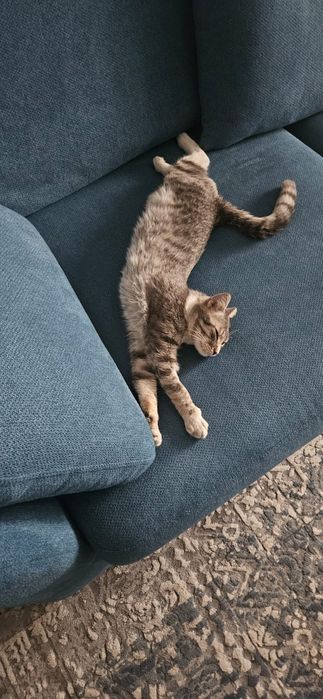 Отдам кота в хороше руки