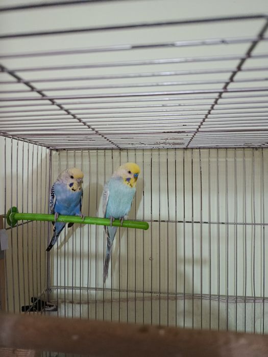 Радужные попугаи