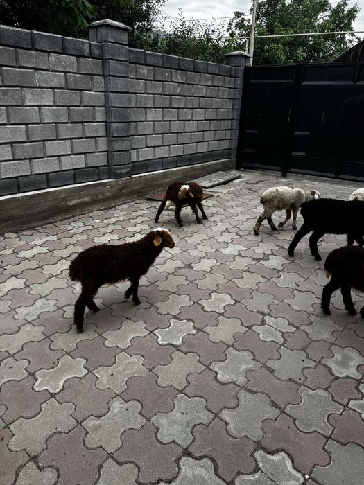 Барашки, ягнята продам