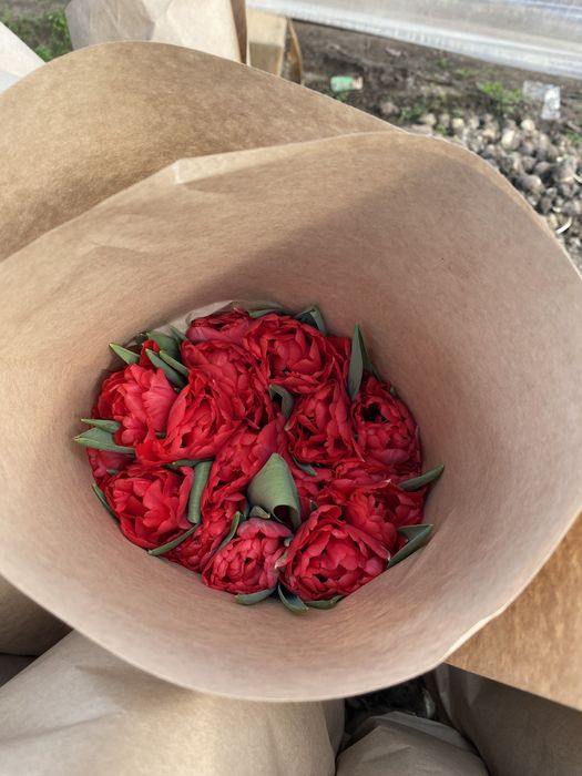 Тюльпаны оптом Алматы !