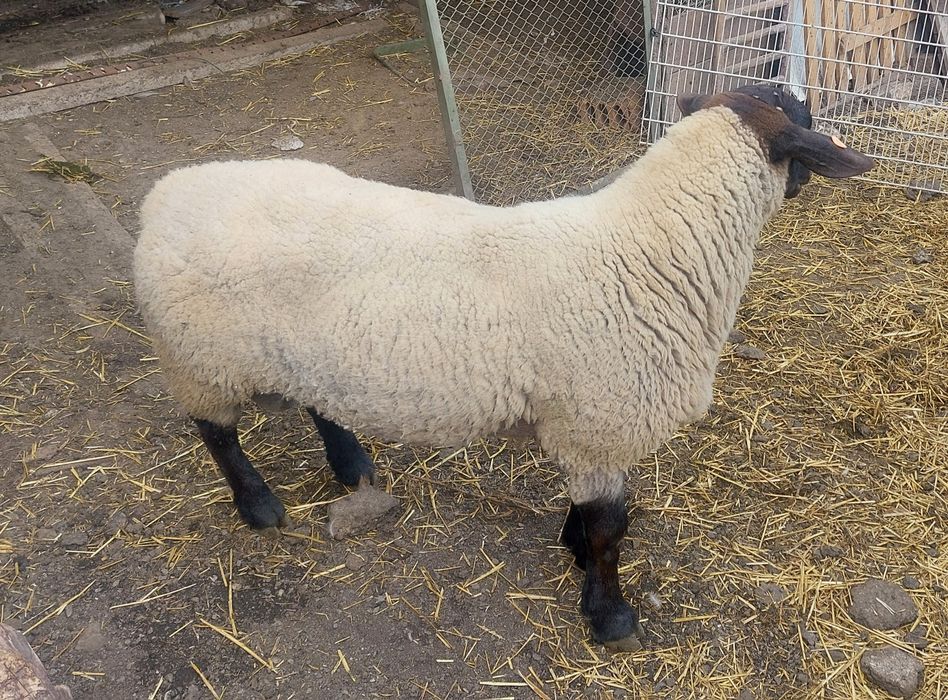 Чистокръвен коч Съфолк