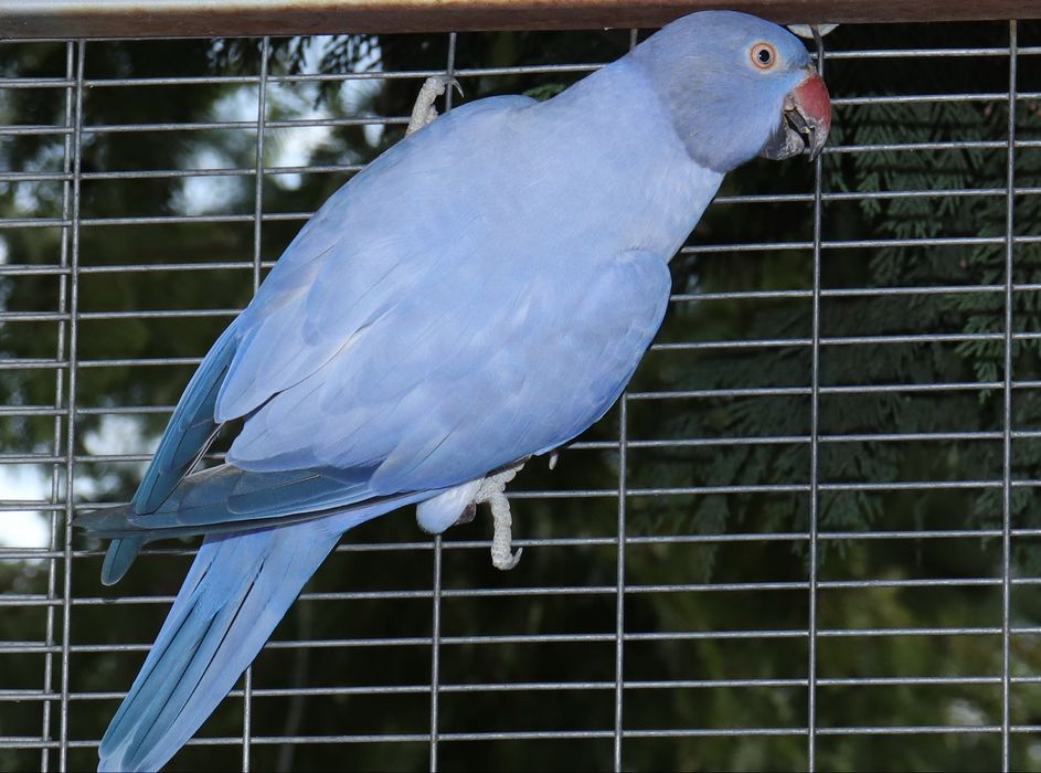 Малък Александър