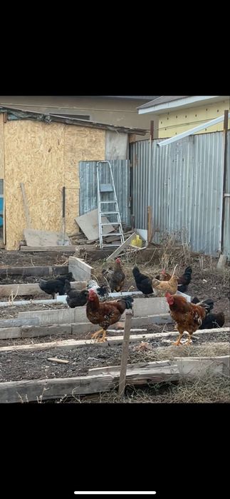 Молодые петушки срочно